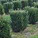 Taxus grandes tailles
